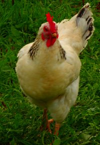 Ein weißes Huhn